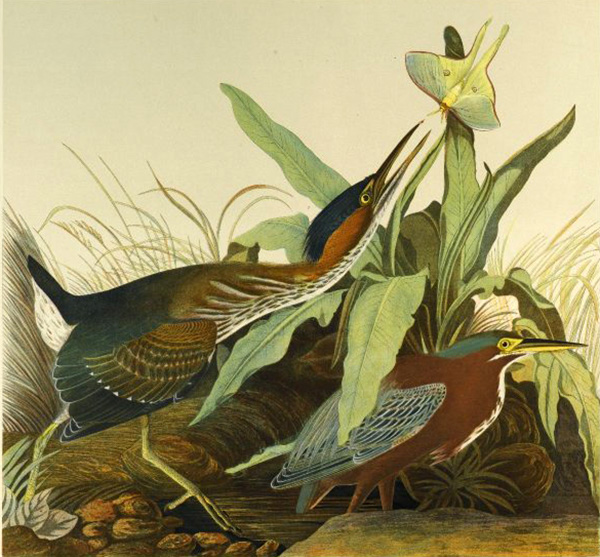green heron